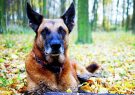 کرونا در فرانسه؛ قدرت فوق‌العاده سگ‌ها برای تشخیص کووید-۱۹