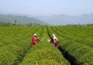 آغاز چین تابستانه برگ سبز چای در گیلان و مازندران