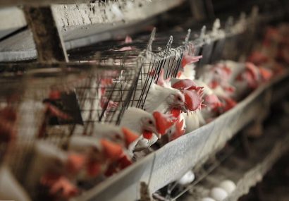 اخذ عوارض صادرات مرغ از ابتدای مرداد