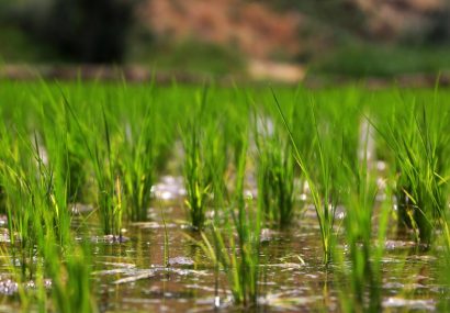 دومین مرحله نوبت بندی آب کشاورزی در گیلان در حال اجراست