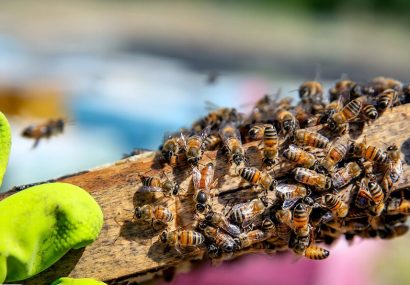 انستیتوپاستور ایران تاثیر نیش زنبور در درمان کرونا را تایید نمی‌کند
