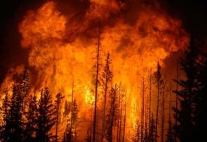 آتش‌ سوزی در جنگل‌های نوار مرزی آستارا خسارت نداشت
