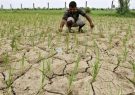 هواشناسی: تأمین آب برنج استان گیلان بحرانی شد