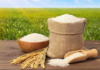 اولین رقم برنج مقاوم به شوری معرفی می شود