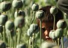 درخواست یک نماینده مجلس برای صدور مجوز کشت خشخاش