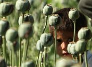 درخواست یک نماینده مجلس برای صدور مجوز کشت خشخاش