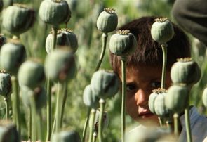 درخواست یک نماینده مجلس برای صدور مجوز کشت خشخاش