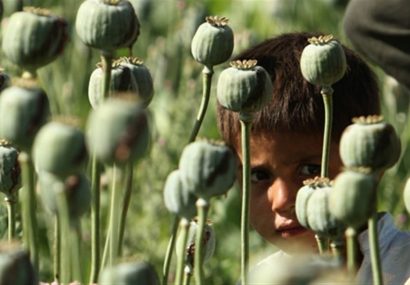 درخواست یک نماینده مجلس برای صدور مجوز کشت خشخاش