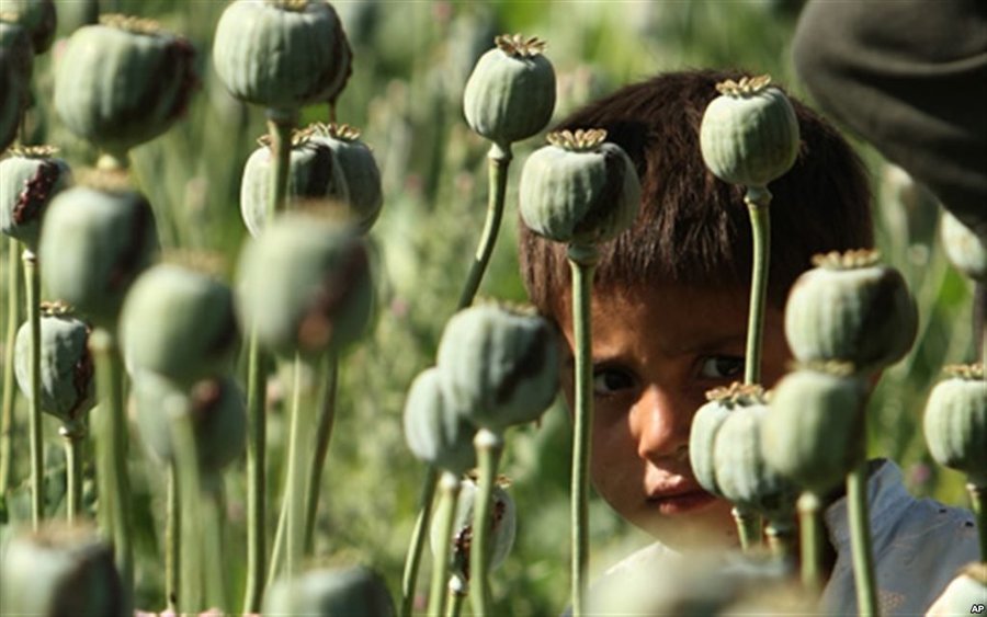 درخواست یک نماینده مجلس برای صدور مجوز کشت خشخاش