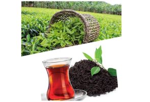 چای گیلان را با هر قلم که بنویسی، ممتاز است چای گیلان را با هر قلم که بنویسی، ممتاز است