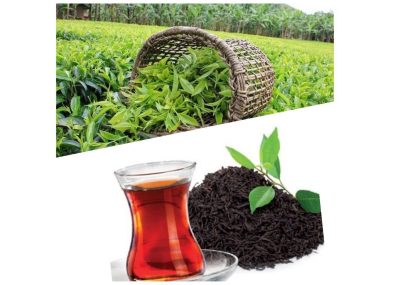 چای گیلان را با هر قلم که بنویسی، ممتاز است چای گیلان را با هر قلم که بنویسی، ممتاز است