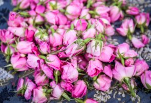 جشنوارهای برای عطر گلهای محمدی در گیلان جشنوارهای برای عطر گلهای محمدی در گیلان