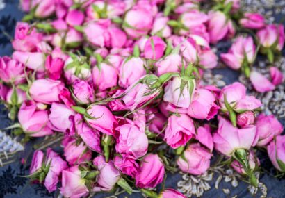جشنوارهای برای عطر گلهای محمدی در گیلان جشنوارهای برای عطر گلهای محمدی در گیلان