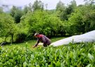 رشد ۳۰ درصدی تولید چای در کشور