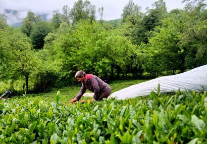 رشد ۳۰ درصدی تولید چای در کشور رشد ۳۰ درصدی تولید چای در کشور