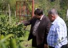نخستین ثمرات سرمایه‌گذاری اوقاف در باغ مرکبات لاهیجان
