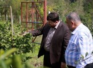 نخستین ثمرات سرمایه‌گذاری اوقاف در باغ مرکبات لاهیجان