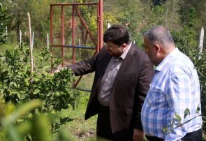 نخستین ثمرات سرمایه‌گذاری اوقاف در باغ مرکبات لاهیجان