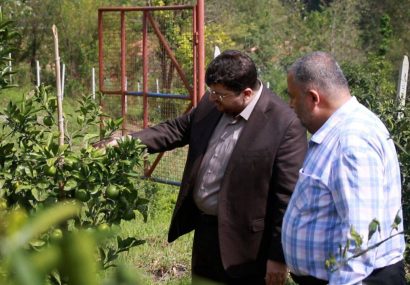 نخستین ثمرات سرمایه‌گذاری اوقاف در باغ مرکبات لاهیجان